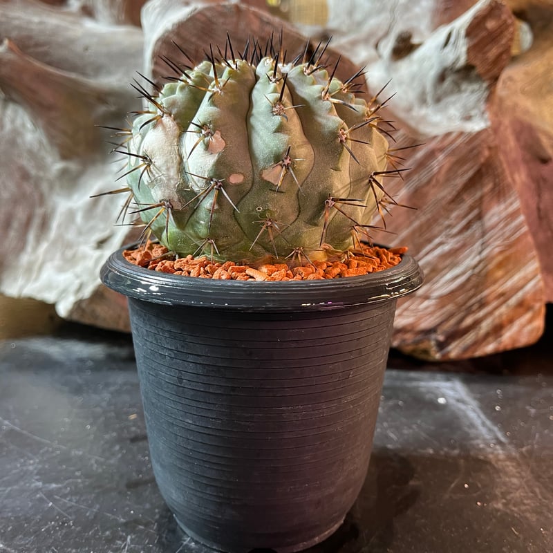 コピアポア　黒王丸　子付き　台付？ 美株 黒王丸 子株9個 コピアポア 台付 コピアポア シネレア 黒王丸 台付