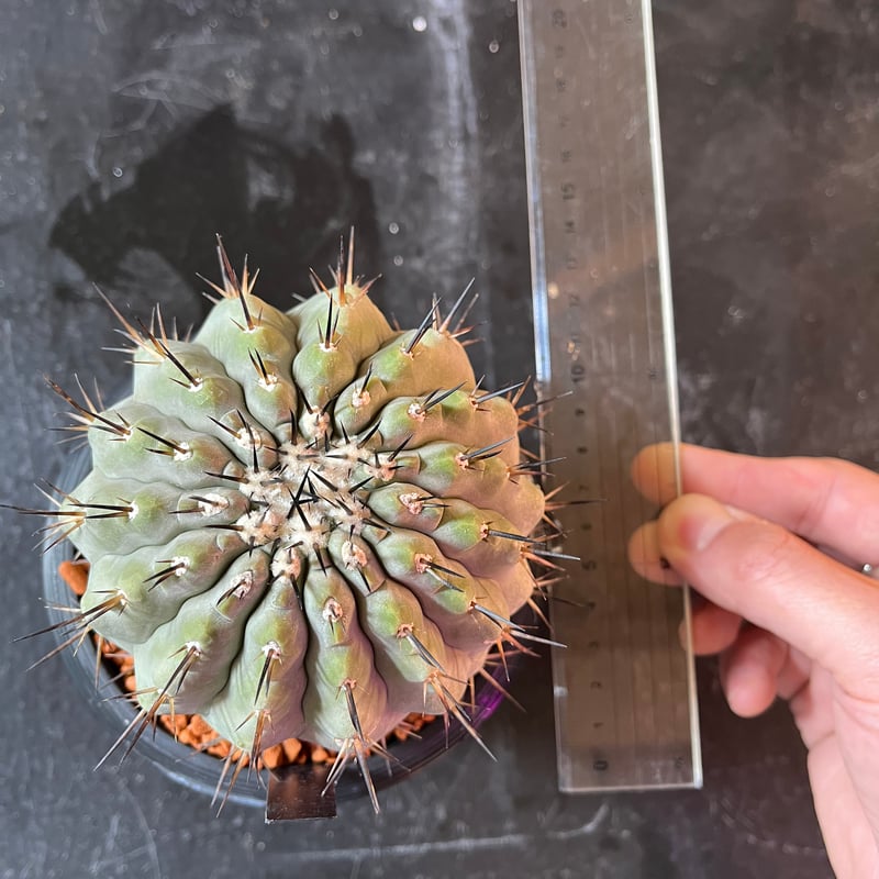 コピアポア シネレア 黒王丸 台付き | plant Dogs オンラインストア