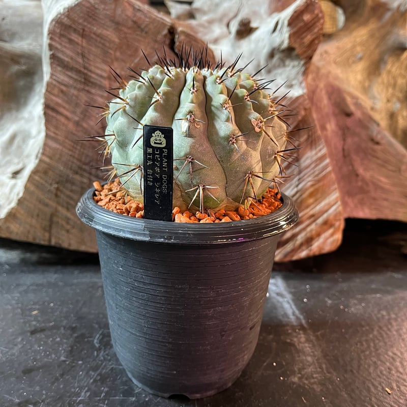 コピアポア シネレア 黒王丸 台付 【公式通販】