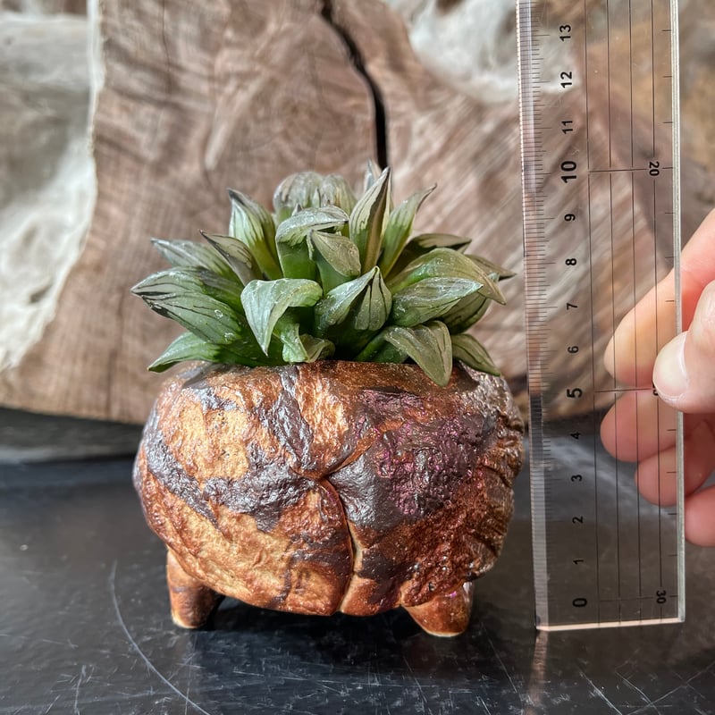 ハオルチア アトロフスカミュータント 陶器鉢仕立て | plant Dogs