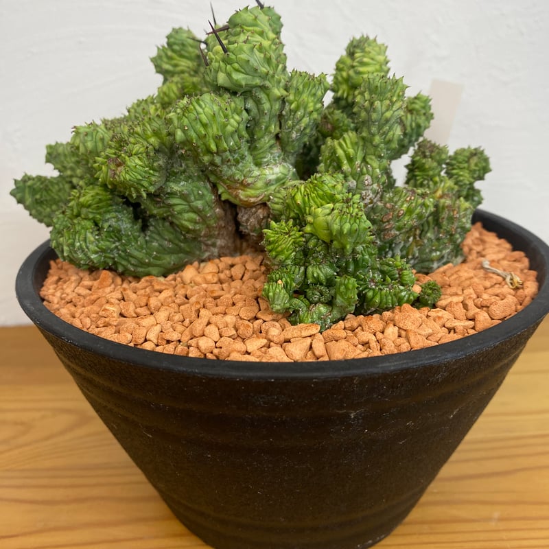 ユーフォルビア ホリダ 綴化 群生 | plant Dogs オンラインストア ユーフォルビア ホリダ 綴化 群生 | plant Dogs オンラインストア