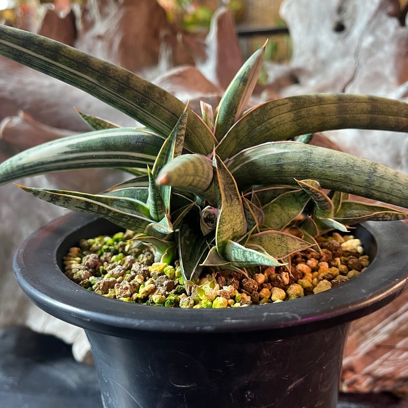 サンスベリア ラブラノス 1970 ブルークローン ホワイトバリエガータ