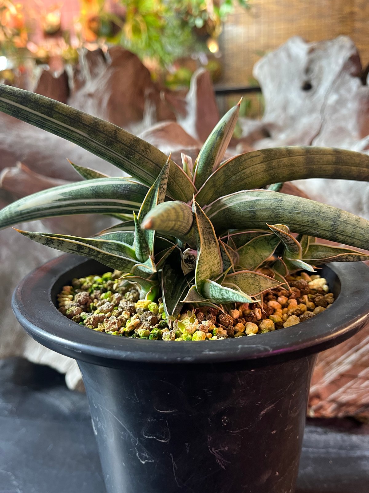 サンスベリア ラブラノリス 1970 White aurea サンスベリア