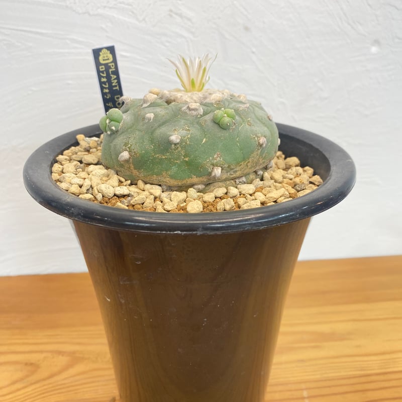 ロフォフォラ ディフューサ | plant Dogs オンラインストア