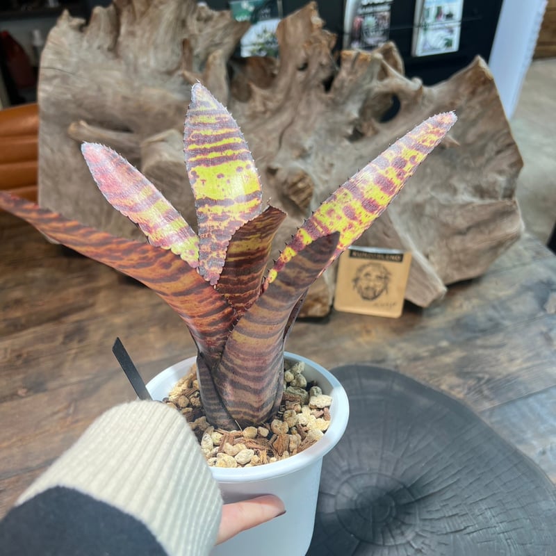 ネオレゲリア ロレナレクター ネオレゲリア ハンニバルレクター | GREEN LUCK