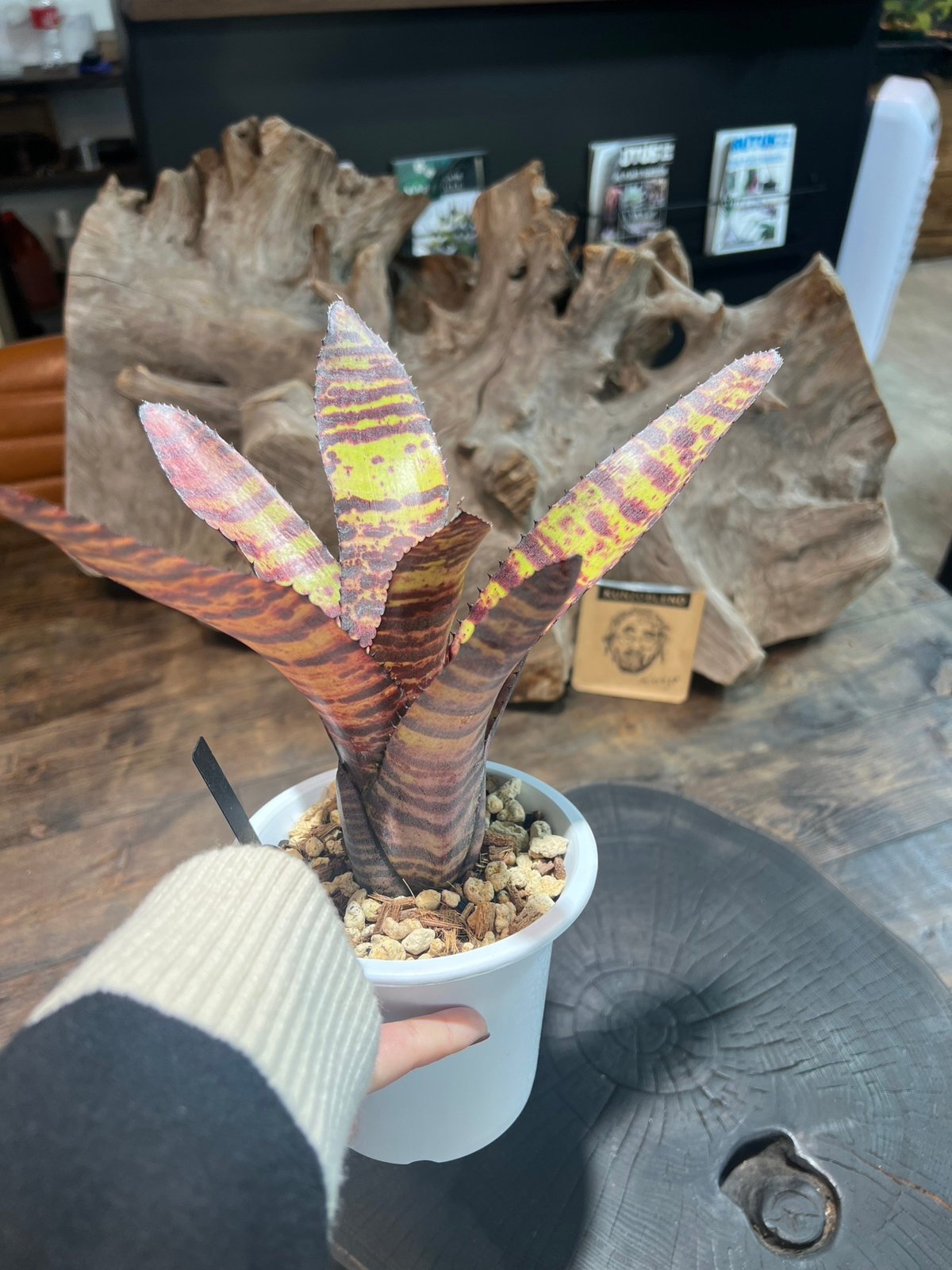 ネオレゲリア ロレナレクター ネオレゲリア『ハンニバルレクター』 | Planet Plants プラネットプランツ