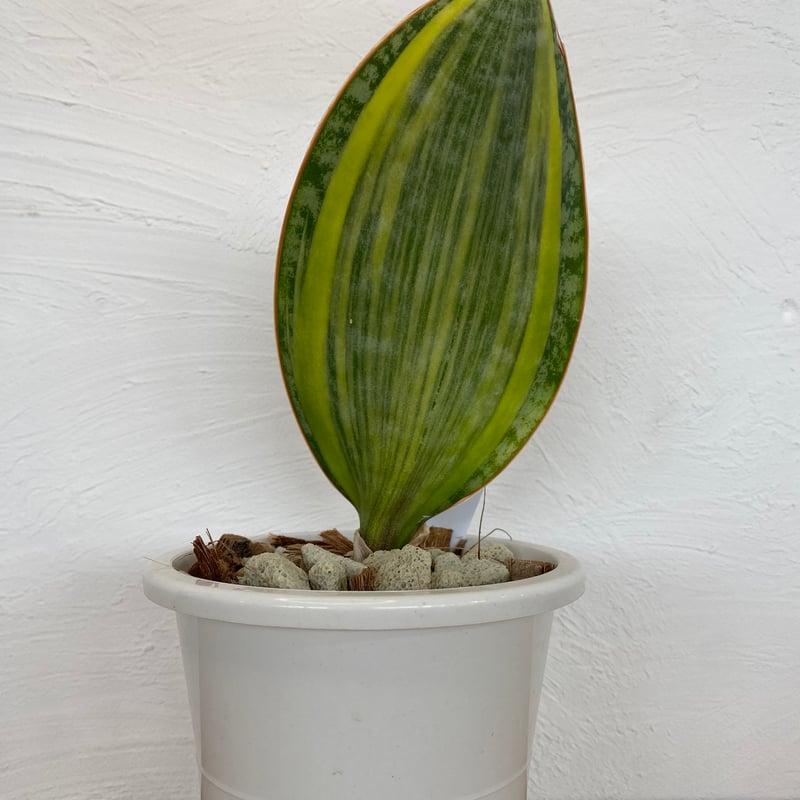 サンスベリア マソニアナ 斑入 | plant Dogs オンラインストア