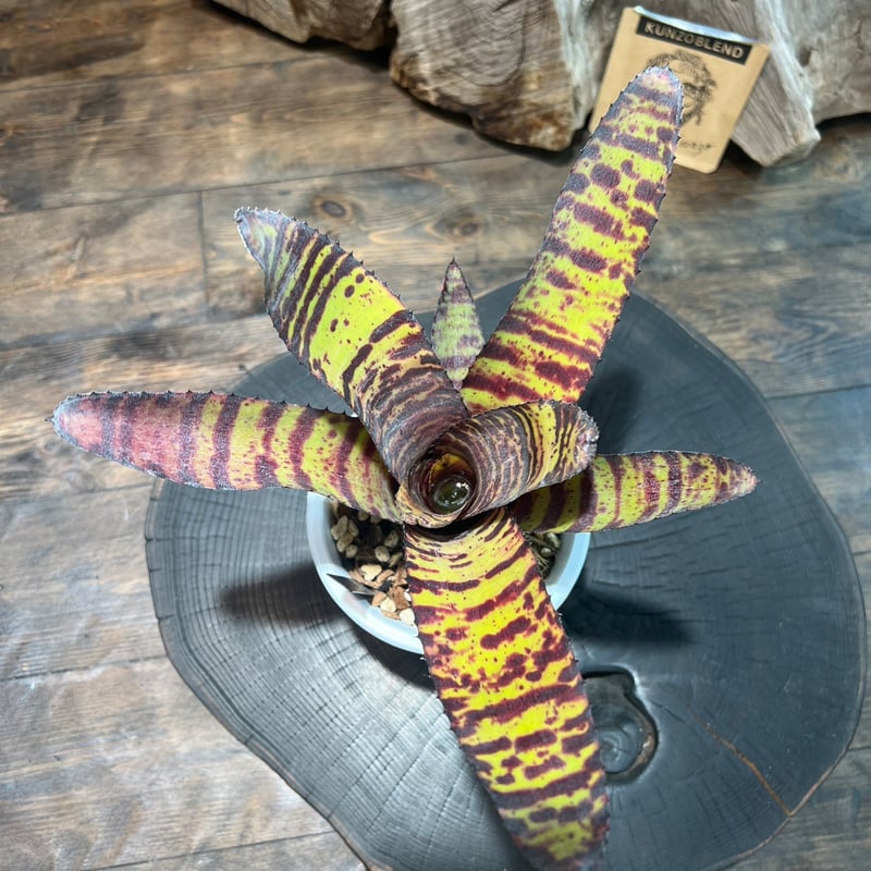 ネオレゲリア ハンニバルレクター | plant Dogs オンラインストア