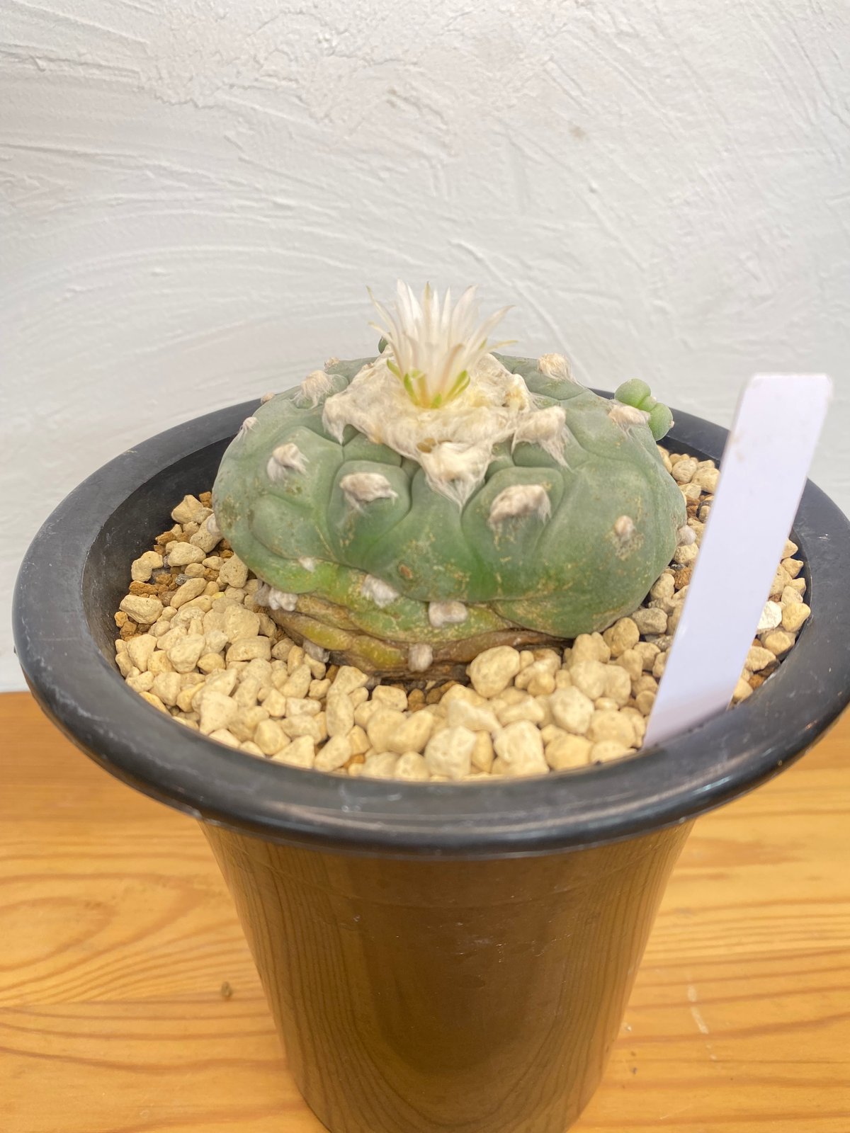 ロフォフォラ ディフューサ | plant Dogs オンラインストア ロフォフォラ ディフューサ | plant Dogs オンラインストア