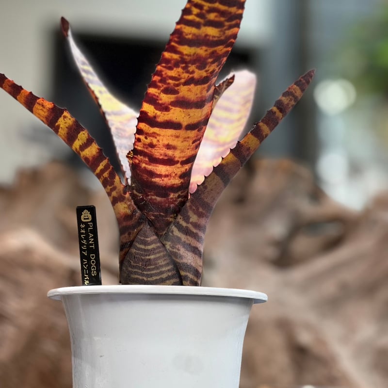 ネオレゲリア ハンニバルレクター | plant Dogs オンラインストア