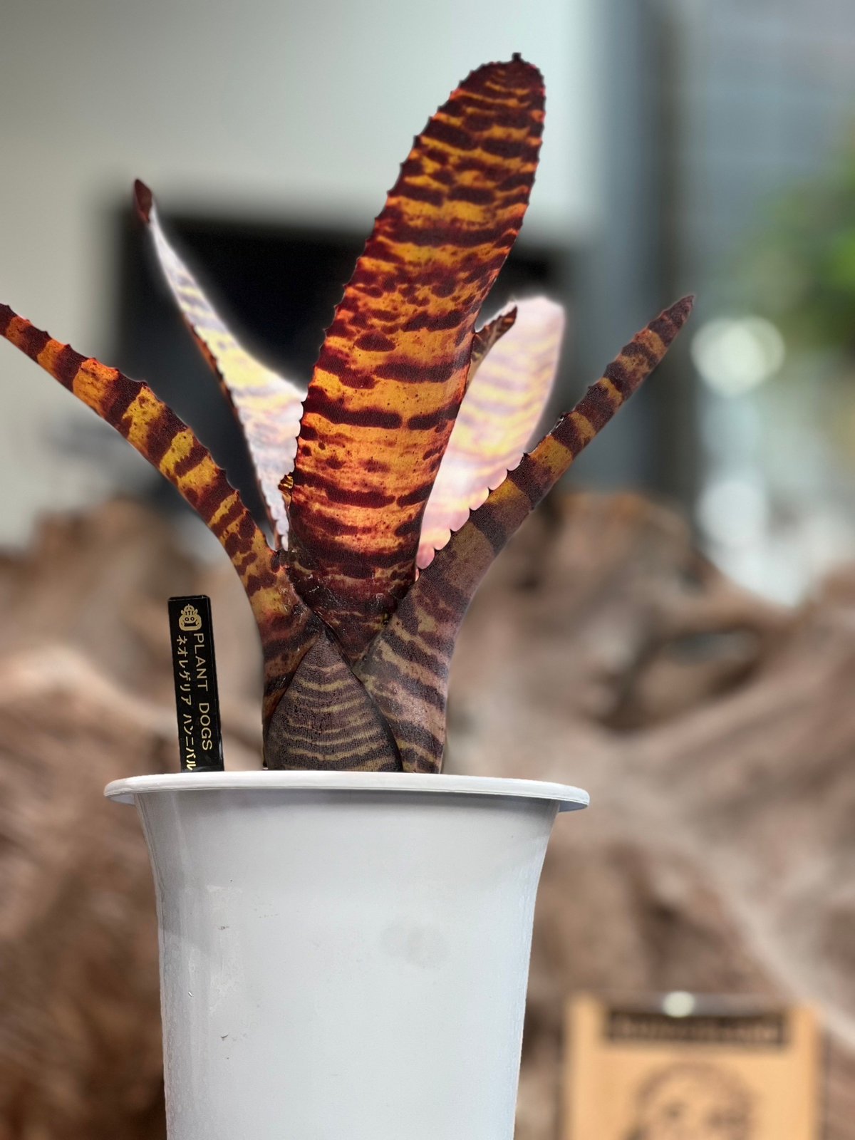 ネオレゲリア ハンニバルレクター | plant Dogs オンラインストア