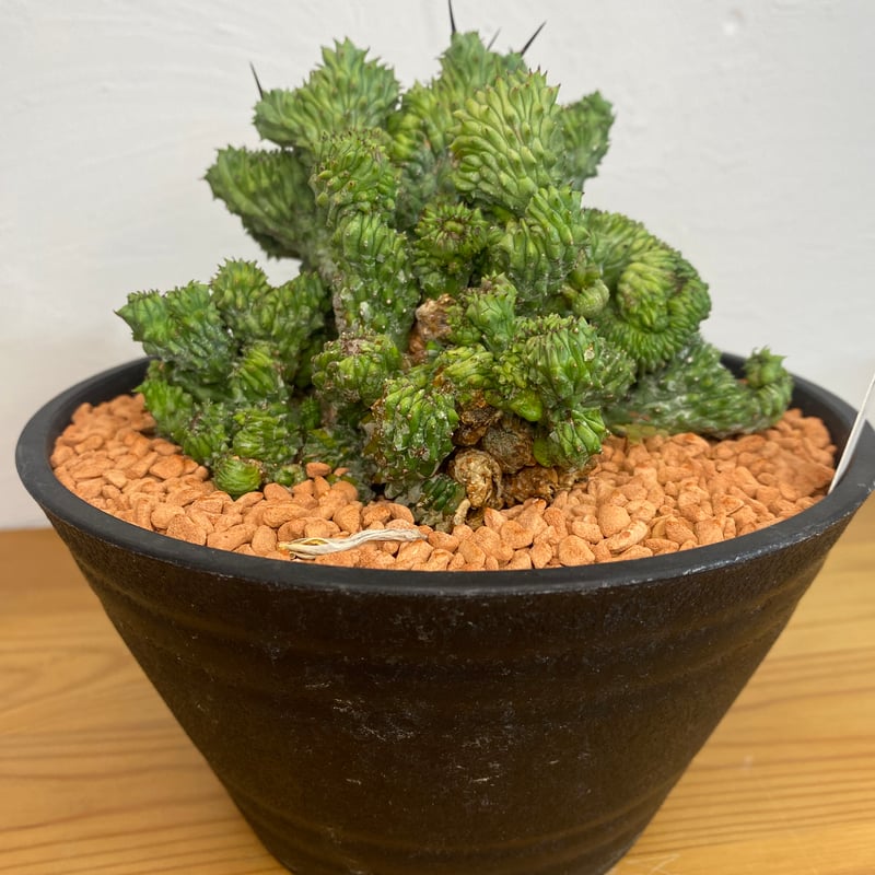 現地球】ユーフォルビア ホリダ 群生 × n/oh ノウ ビームス別注 鉢