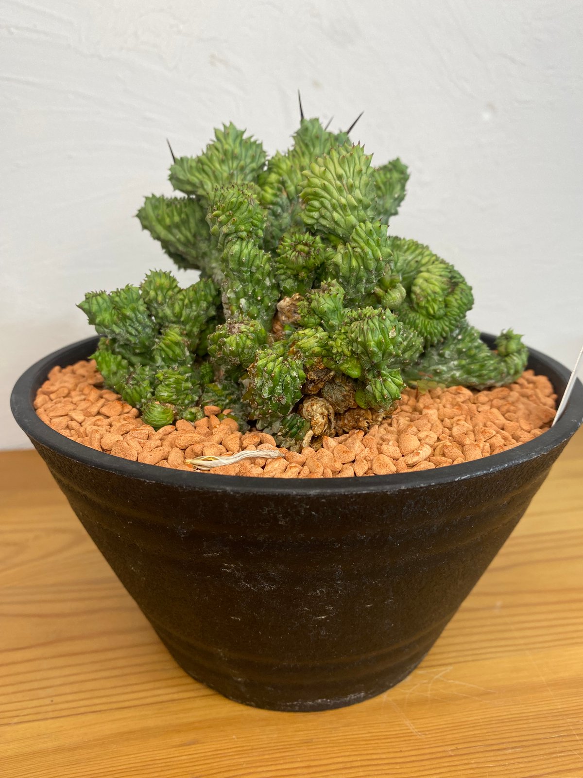 ユーフォルビア ホリダ 綴化 群生 | plant Dogs オンラインストア