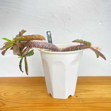 ユーフォルビアデカリー | STORES