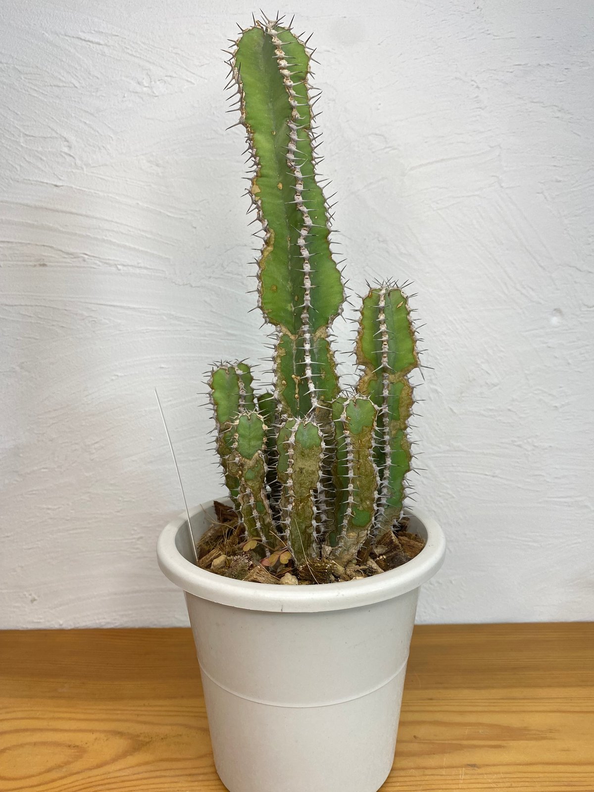 ユーフォルビア ポリアカンタ | plant Dogs オンラインストア ユーフォルビア ポリアカンタ | plant Dogs オンラインストア