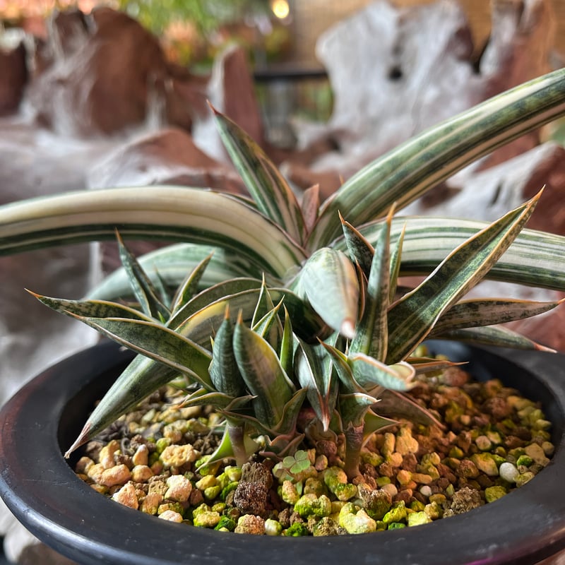 サンスベリア　ラブラノリス　1970　White aurea ザ・ファームセレクト]サンセベリア：Lav.1970 斑入り