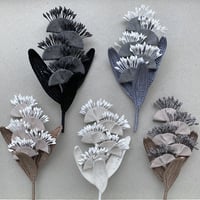 century plant / 竜舌蘭