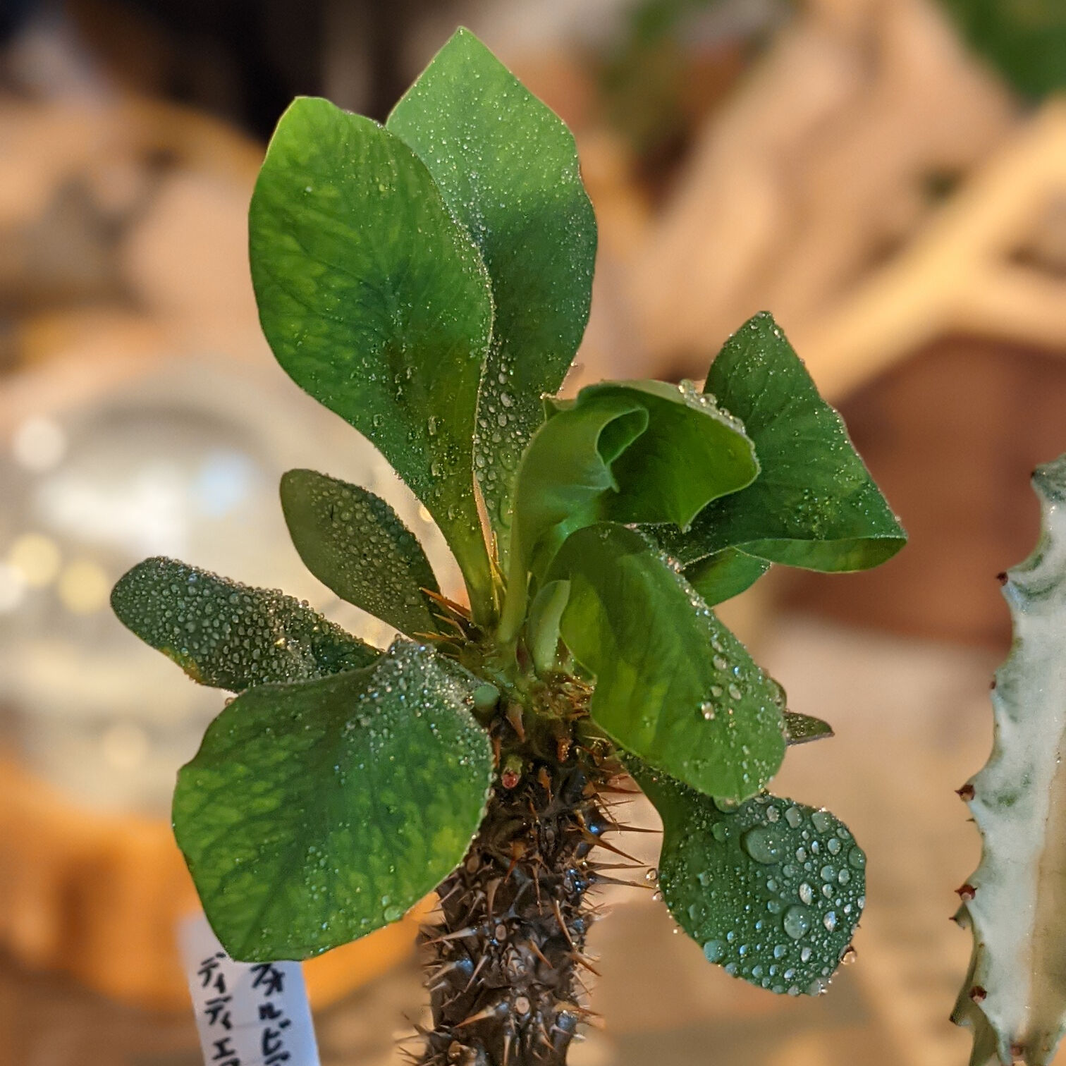☆ユーフォルビア☆ ディディエロイデス | MOND And PLANTS online s