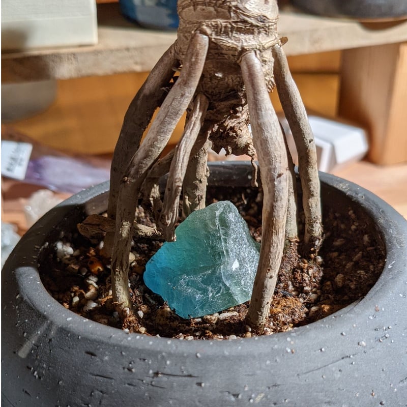 ☆セローム☆ 根上り 天然石入り | MOND And PLANTS online store