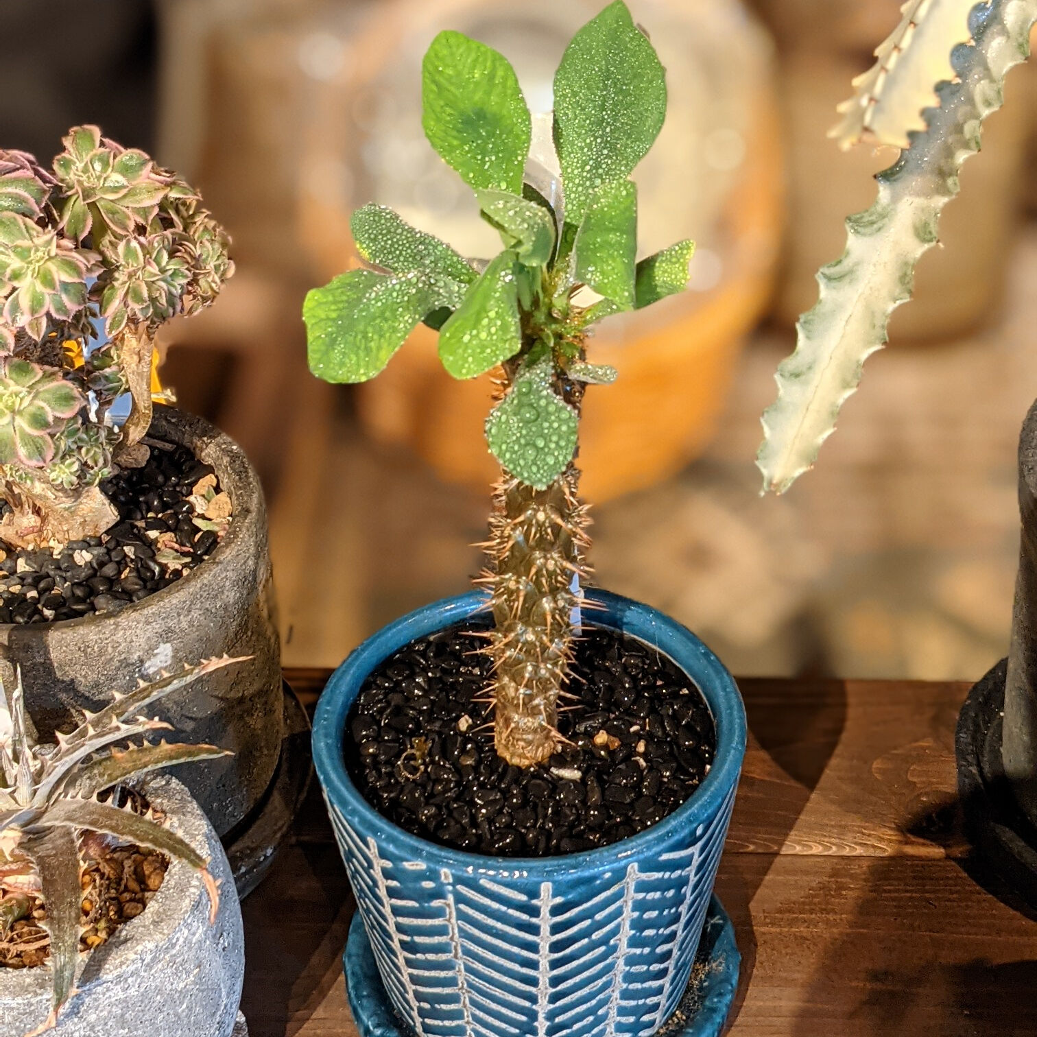 ☆ユーフォルビア☆ ディディエロイデス | MOND And PLANTS online s