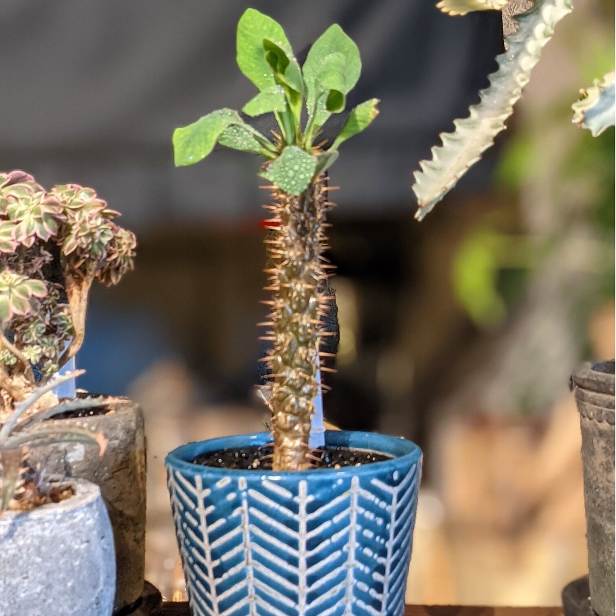 ☆ユーフォルビア☆ ディディエロイデス | MOND And PLANTS online s