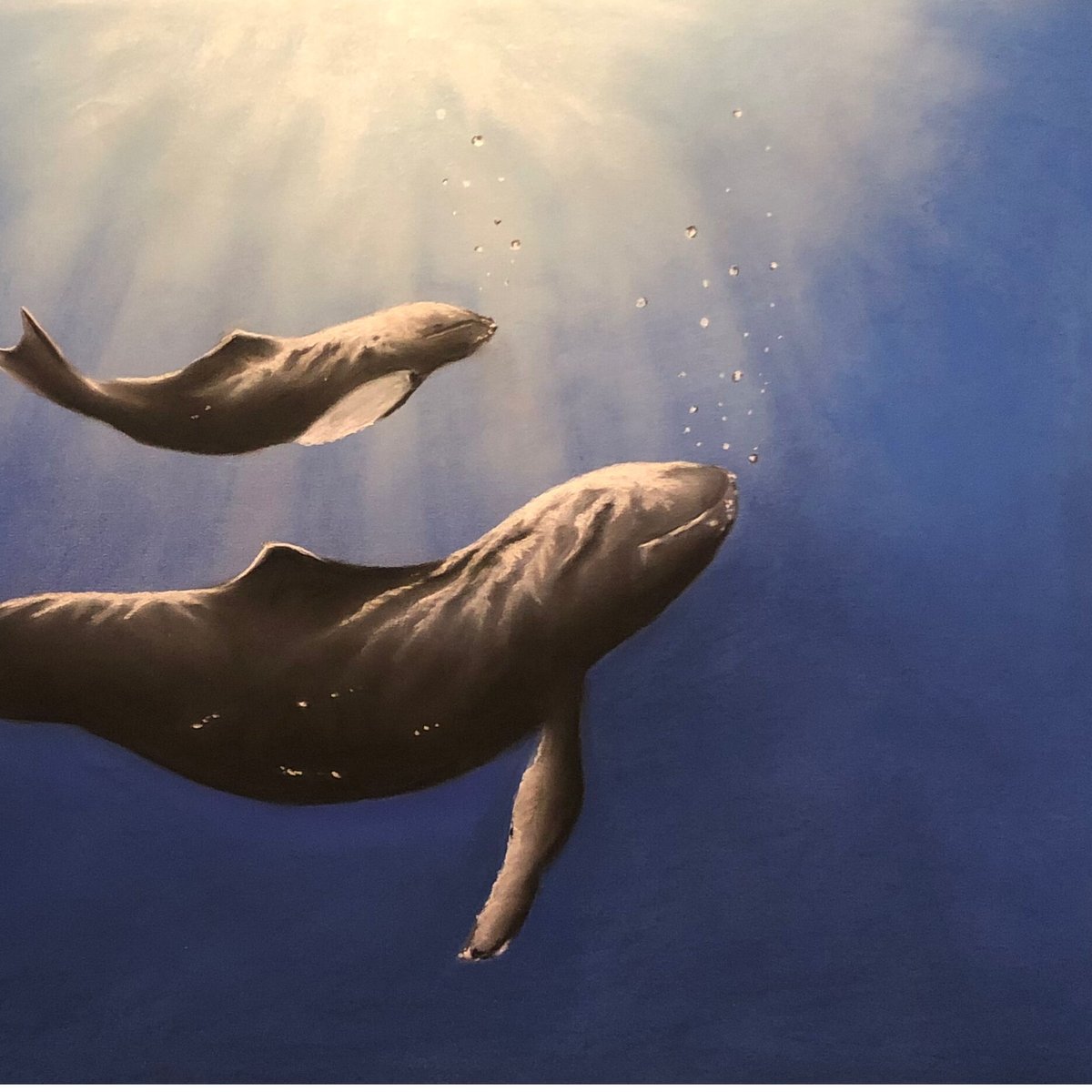 サラカードル　wailea2 クジラの親子 fit=scale-down,w=1200