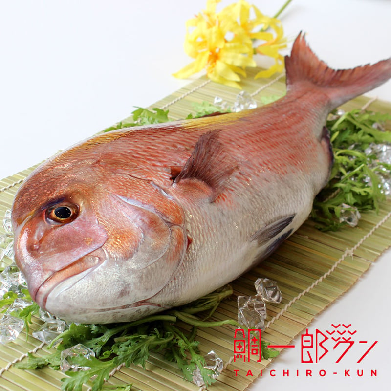 7~8人前】「鯛一郎クン」フィレ（3枚おろし）皮あり2枚《冷凍》 | 鯛