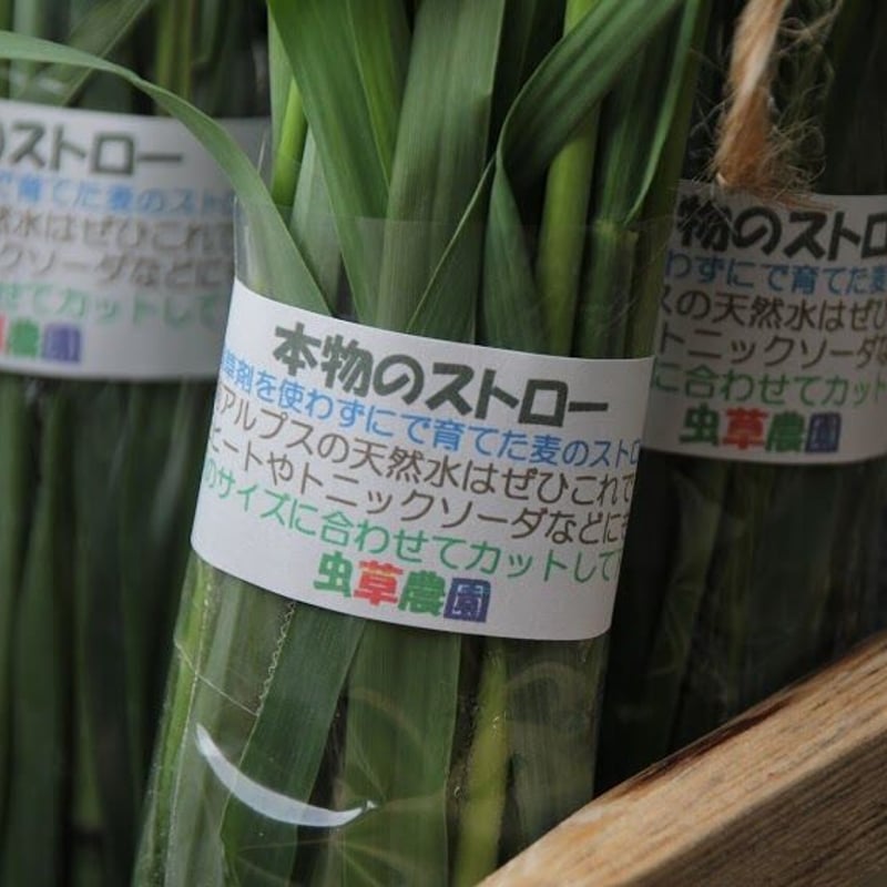 自家採種可能なライ麦のタネ 100cc | 虫草農園