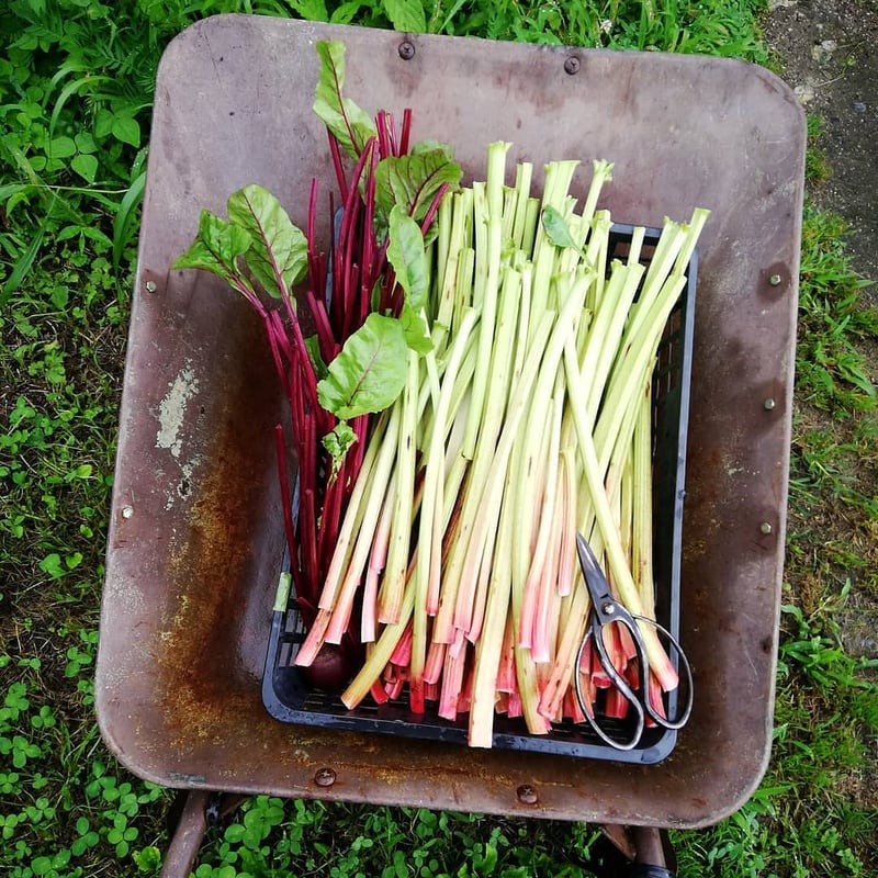 ルバーブ(農薬＆化学肥料不使用)【季節限定5月6月7月9月10月