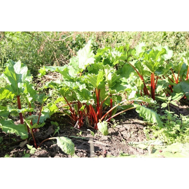 ルバーブジャム 赤 緑 | 虫草農園