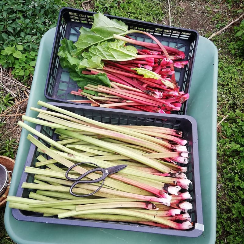 2025年受付終了》ルバーブ(農薬＆化学肥料不使用)【季節限定5月6月7月9