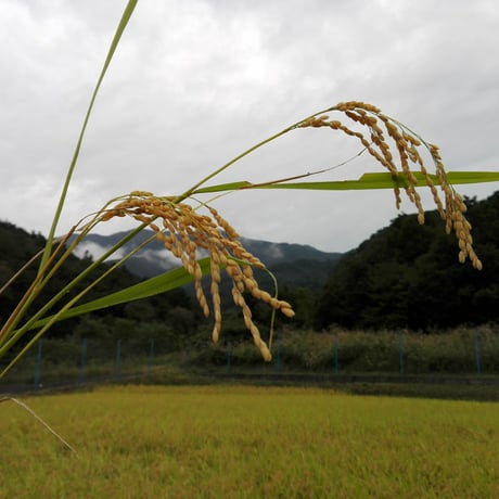 虫草農園 最上流はさがけ米　(農薬、除草剤、化成肥料を使わず、手除草、天日干しで育てました)