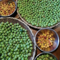 ルバーブ(農薬＆化学肥料不使用)【季節限定5月6月7月10月】 | 虫草農園