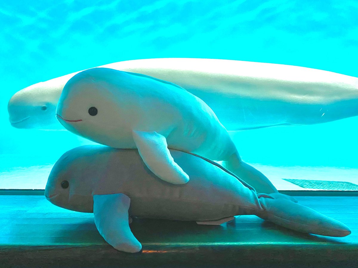 もちもちスナメリ M グレー | 宮島水族館オンラインショップ