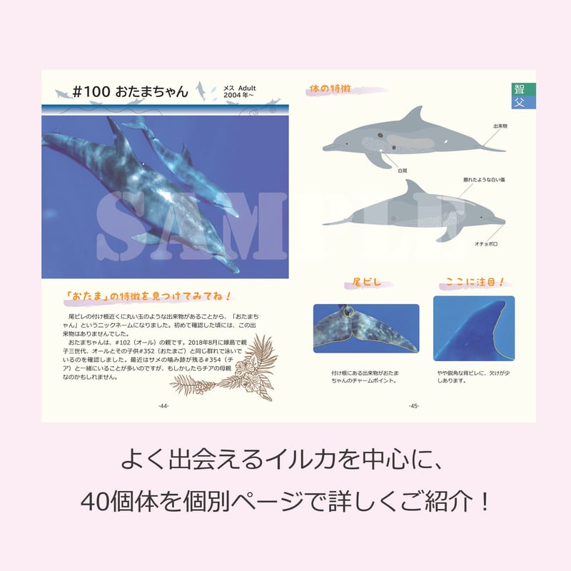 小笠原のミナミハンドウイルカ 個体識別カタログ2020 Indo-Pacific bott