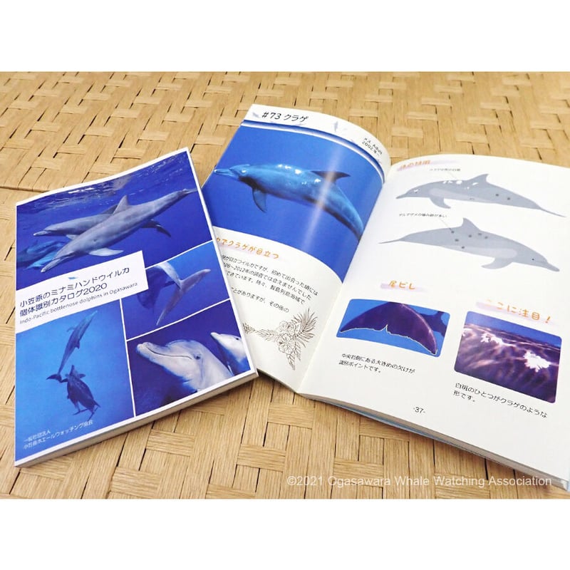 小笠原のミナミハンドウイルカ 個体識別カタログ2020 Indo