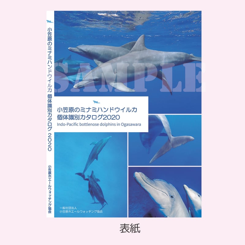 小笠原のミナミハンドウイルカ 個体識別カタログ2020 Indo