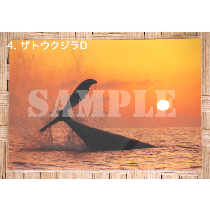 ポストカード/小笠原のいきものたち | MEGAPTERA
