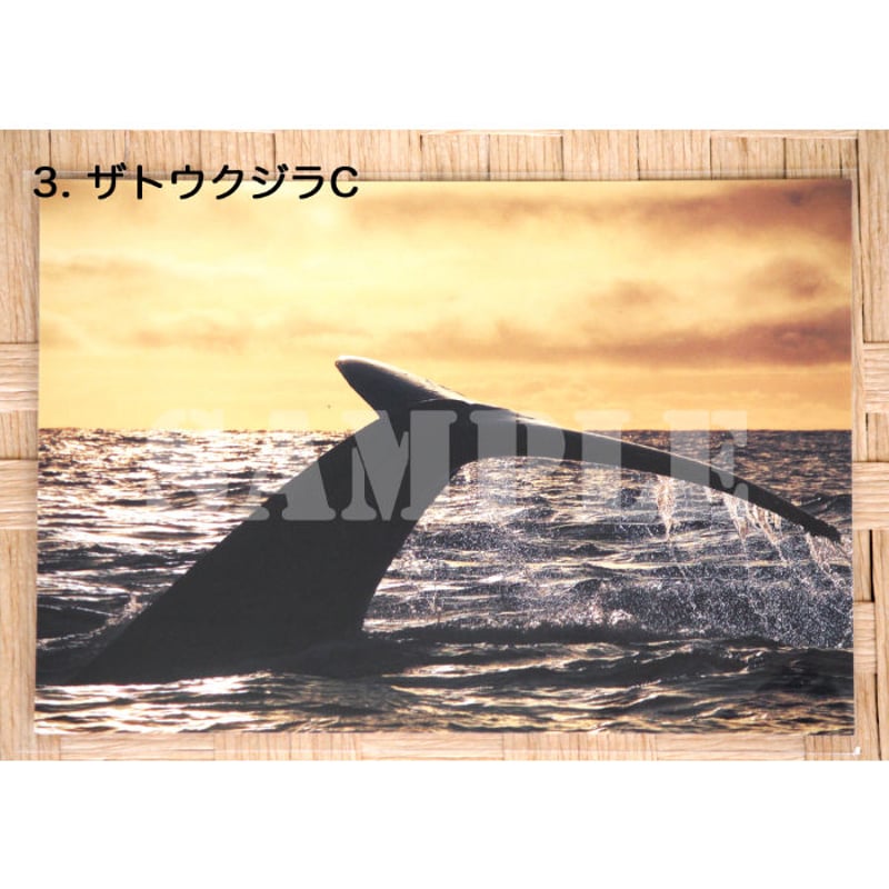ポストカード/小笠原のいきものたち | MEGAPTERA