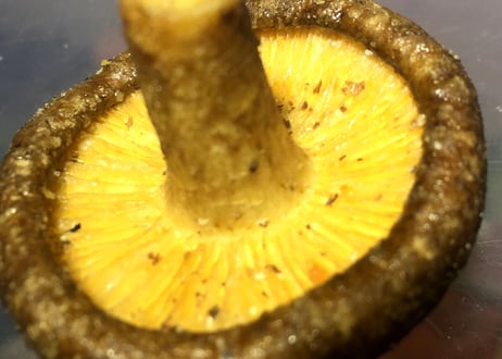 野菜チップス＜しいたけチップ＞
