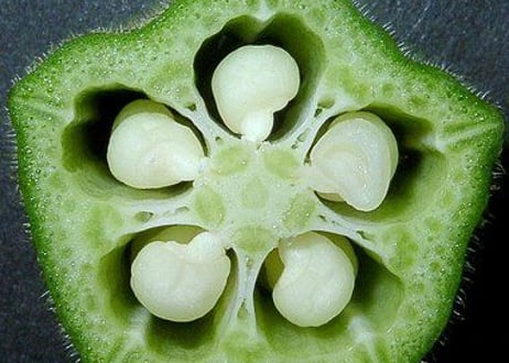 野菜チップス＜おくらチップ＞