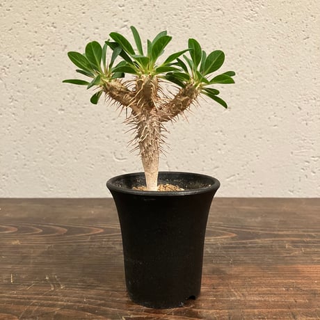 ユーフォルビア ギラウミニアナ 易い レア美形極太大株マダガスカル  