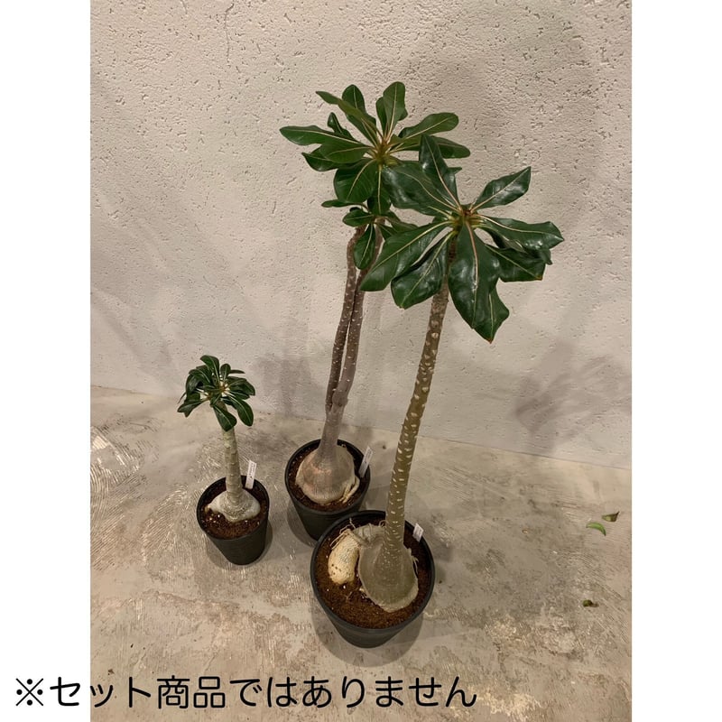 アデニウム ソコトラナム(7号) | HANAMIZUKI green アデニウム ソコトラナム(7号) | HANAMIZUKI green