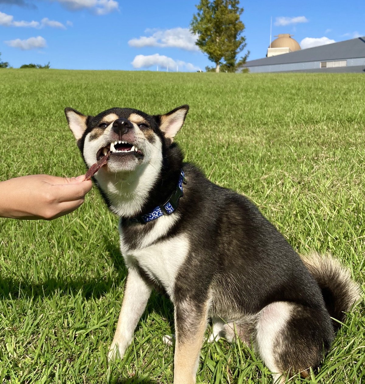 限定【猪ヘッドジャーキー】 猪の頭をじっくりハードに乾燥