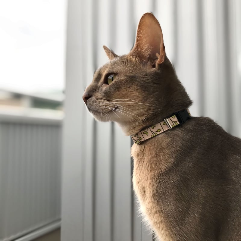 ねこ葉っぱ ねこ葉っぱ ねこ葉っぱ ねこ葉っぱ ねこ葉っぱ ZX