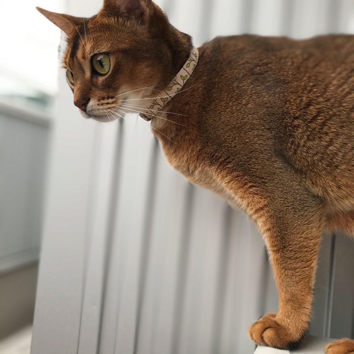 ねこ葉っぱ様 専用 楽天市場】【大人気!】necosekai ネコセカイ キャットハーネス