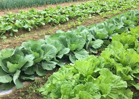 ゴウツ畑の野菜ボックス(大)