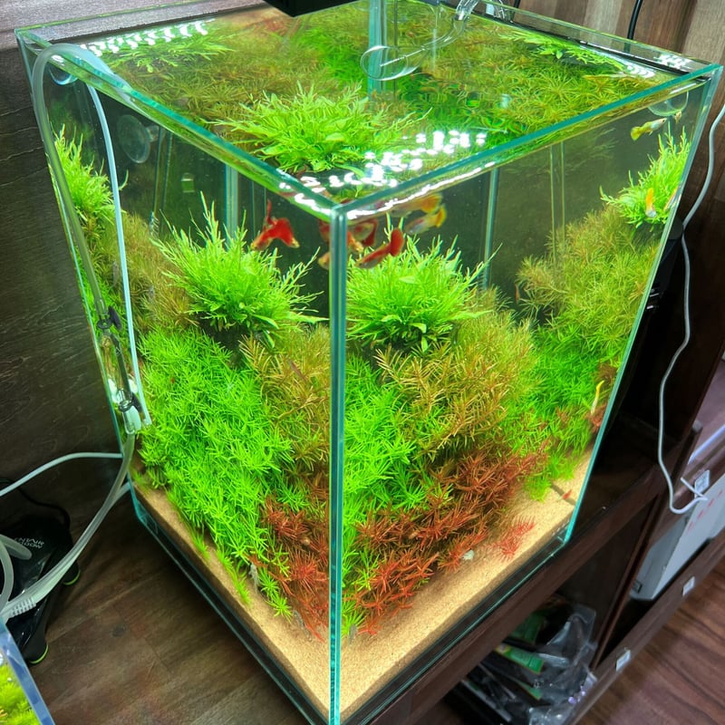 Neutral(s)tand ブーケ ツリー | PETBOXオンラインストア