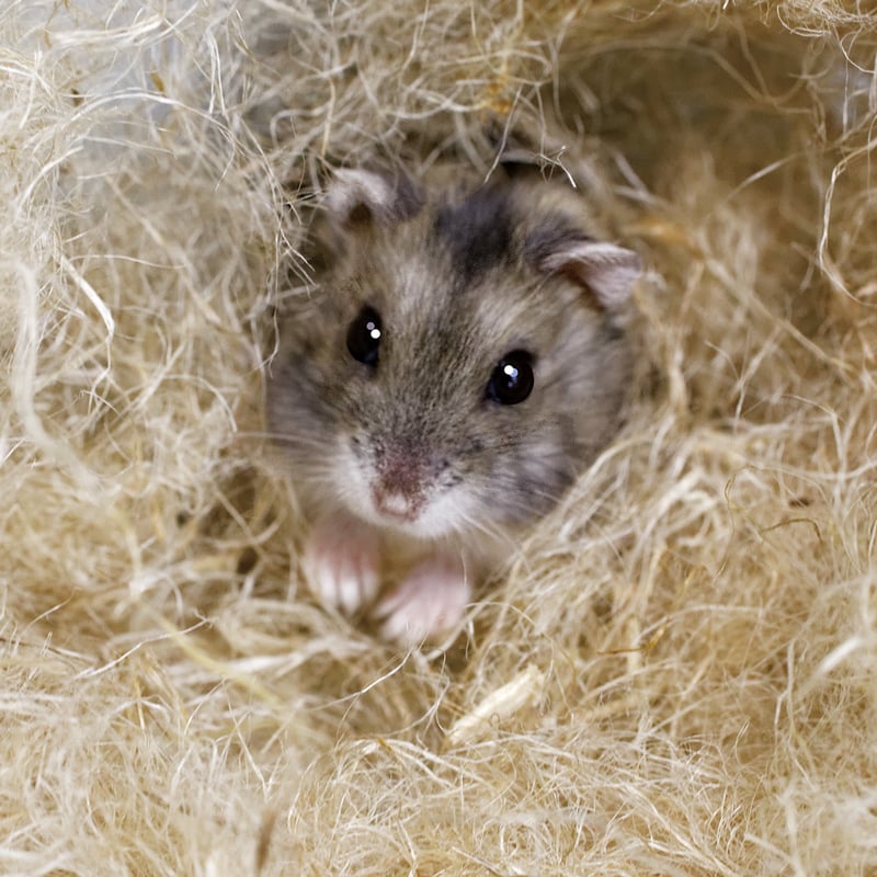 ハムスターさん専用　参考写真 新・ハムスターの巣づくり職人 徳用（105g） | 株式会社スドー｜観賞魚