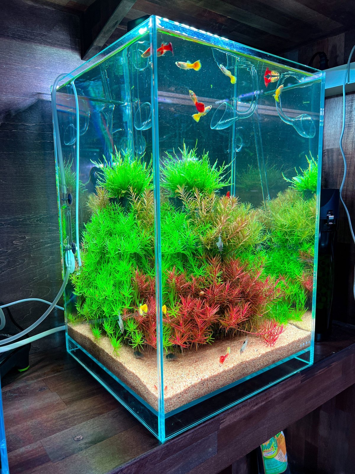 Neutral(s)tand ブーケ ツリー | PETBOXオンラインストア